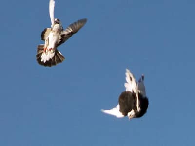 back roller pair