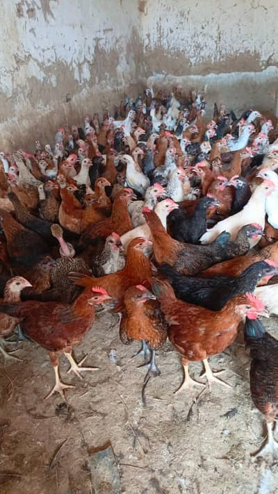 Golden Misri patty for sale available.