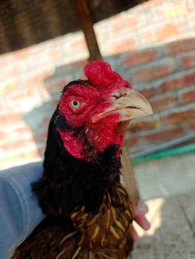 Aseel old blood line supreme quality female
