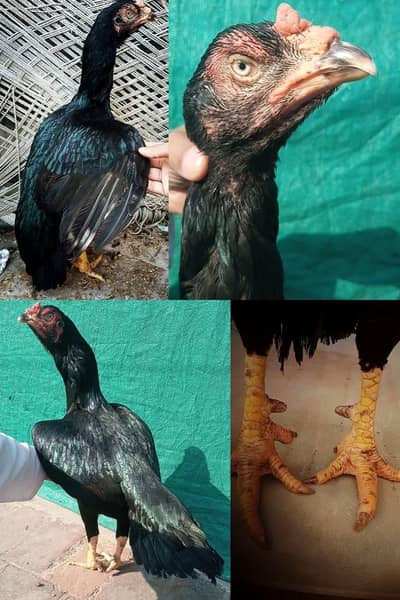 Aseel old blood line supreme quality female