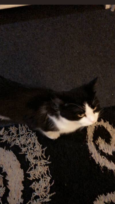 Black and with russian cat