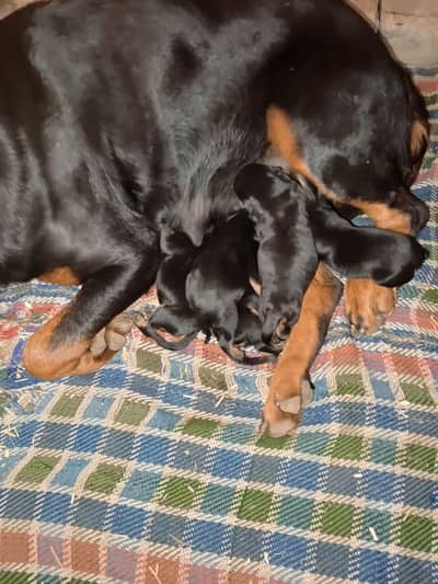 Rottweiler puppy for sale age 5 month