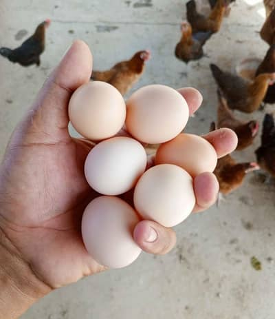 DESI HEN EGGS (NON-FERTILE)