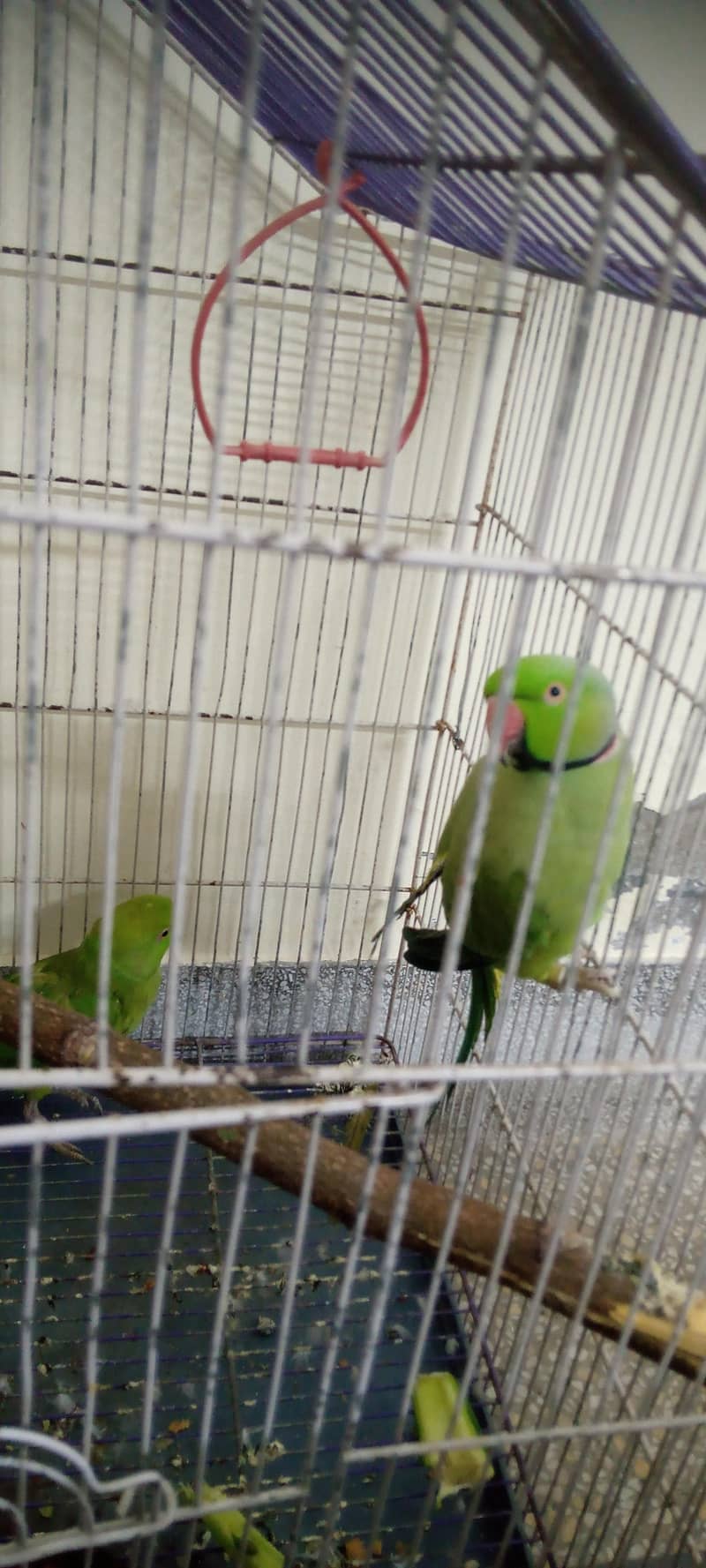 Confirm brader pair 0