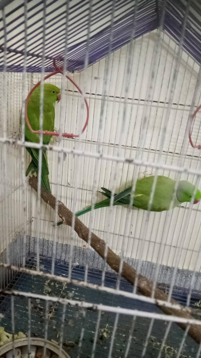 Confirm brader pair 2
