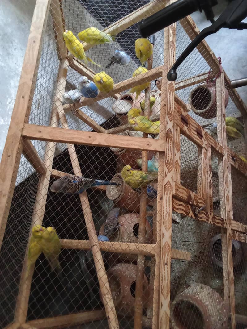 Fancy birds 0