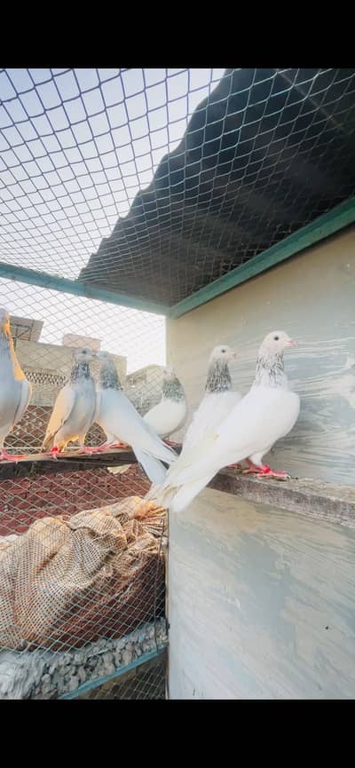 Pure Chuhy motiyo waly pigeons 5 males 3 females high quality