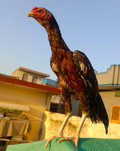 Aseel MianWali Male For Sale. . . What's app: 03219874606