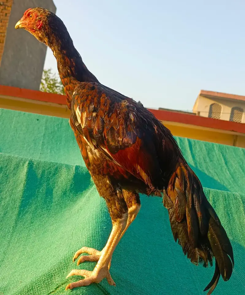 Aseel MianWali Male For Sale. . . What's app: 03219874606 — photo 2