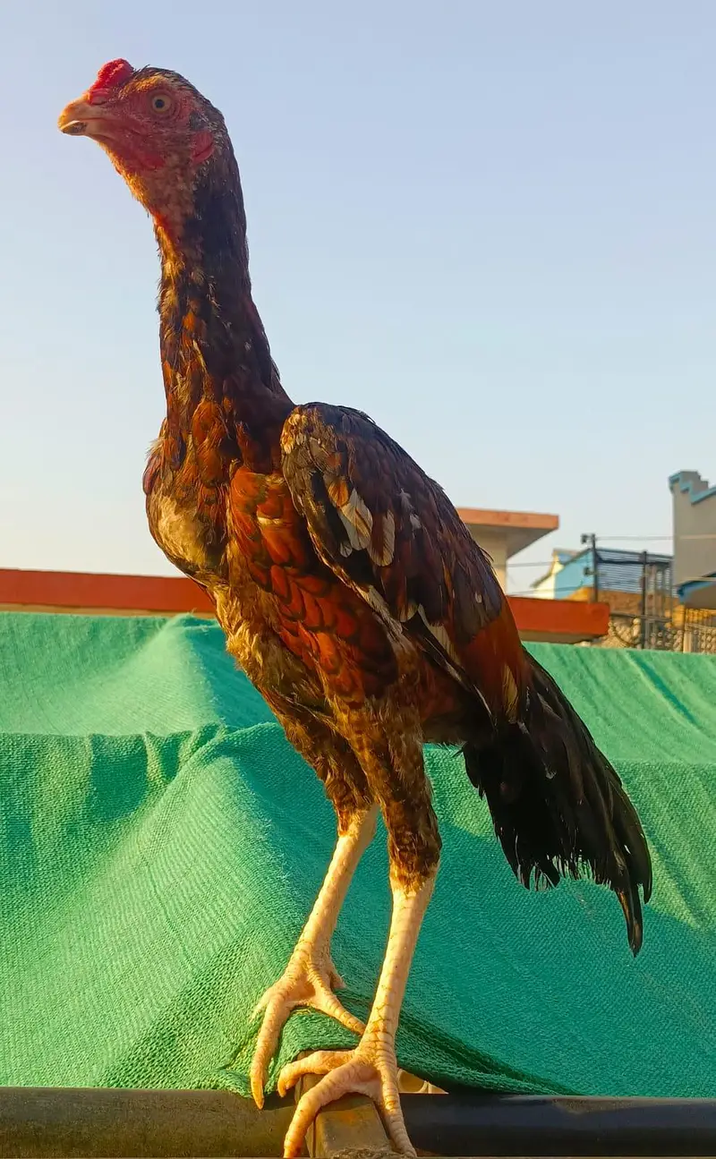 Aseel MianWali Male For Sale. . . What's app: 03219874606 — photo 3