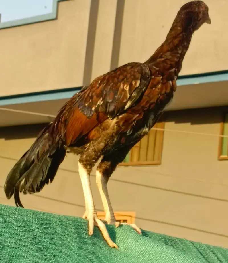 Aseel MianWali Male For Sale. . . What's app: 03219874606 — photo 4