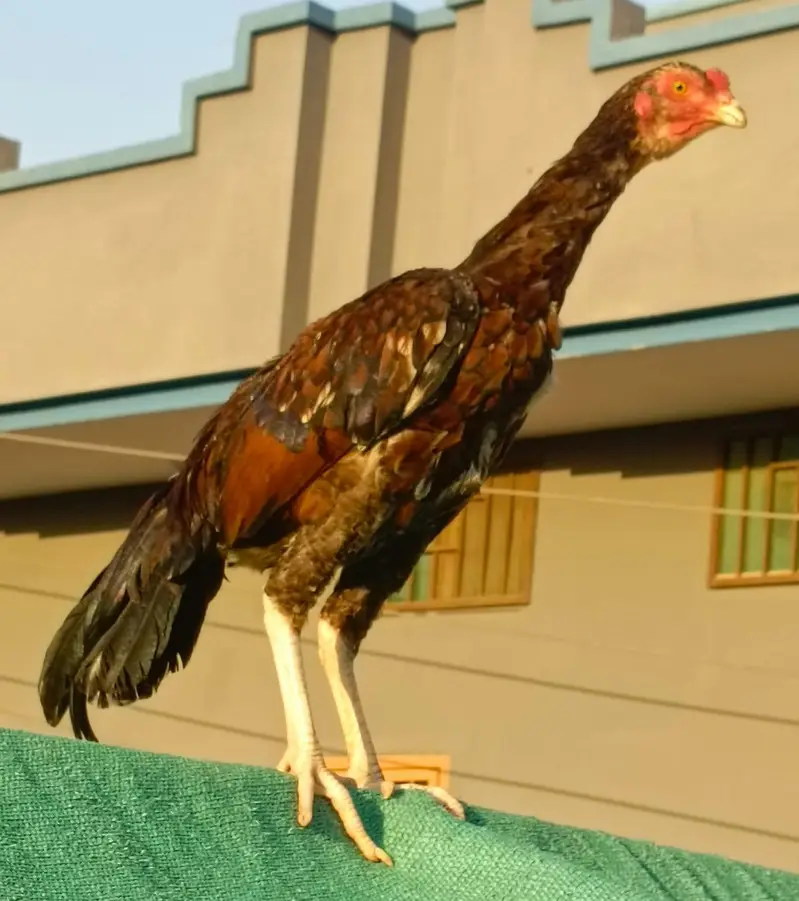 Aseel MianWali Male For Sale. . . What's app: 03219874606 — photo 5