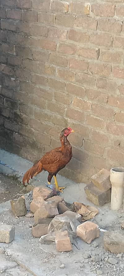 Aseel patha is available