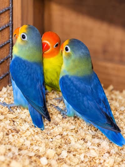 Bird sale