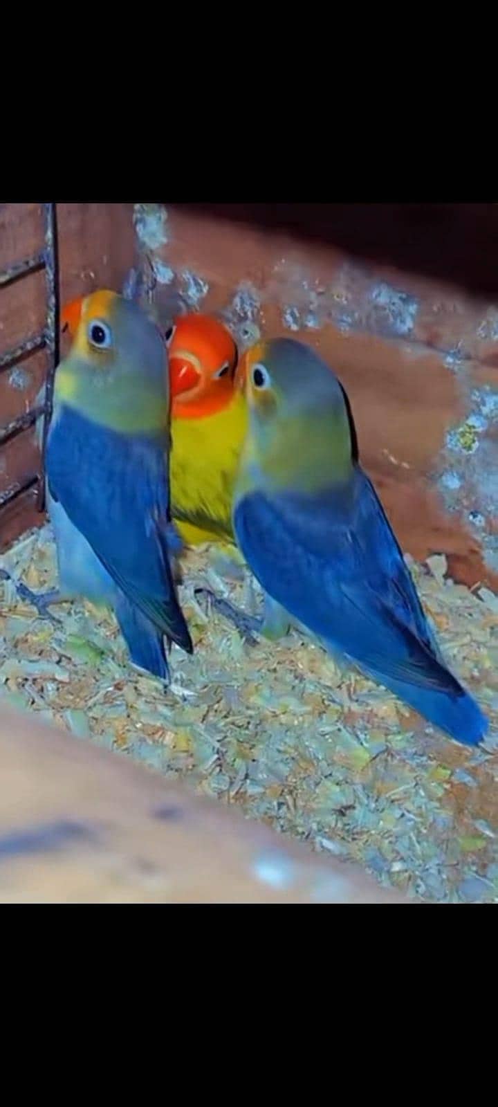 Bird sale - Other Birds - 1120900666