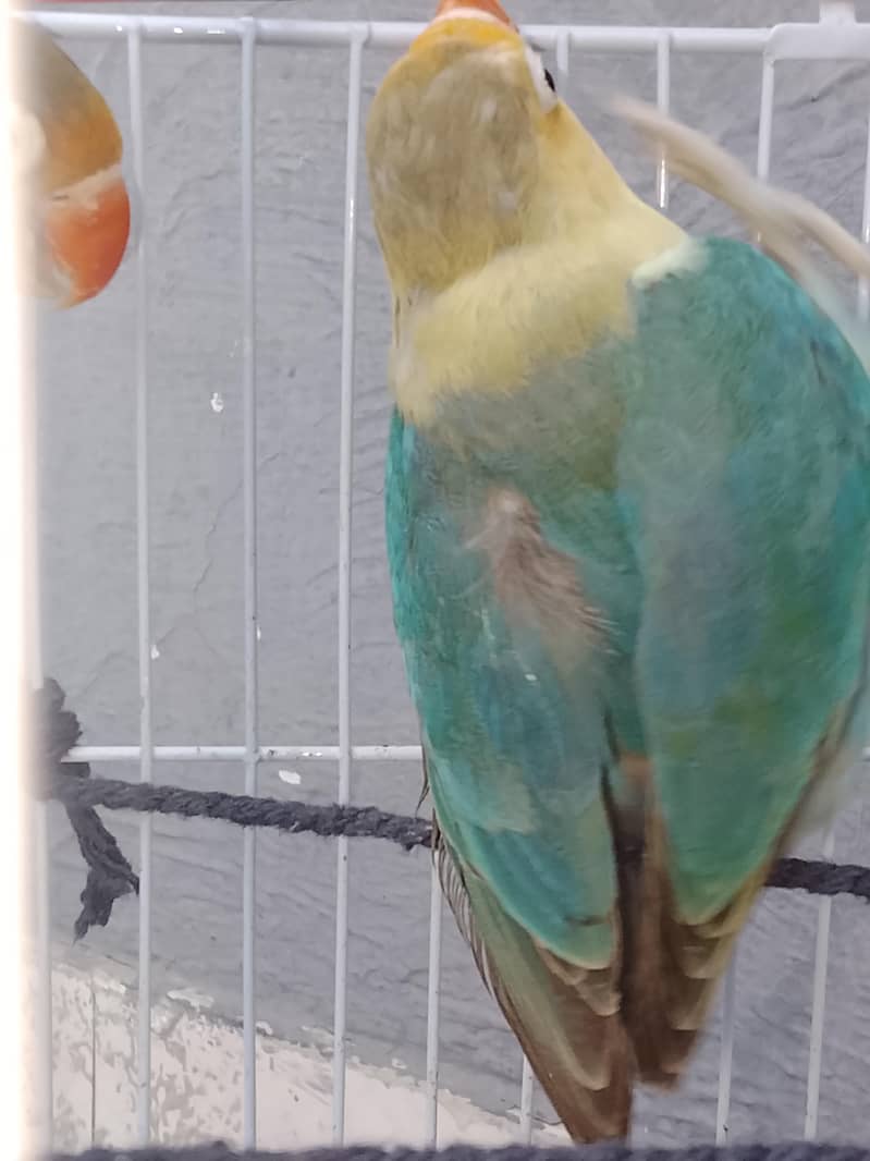 Bird sale - Other Birds - 1120900666