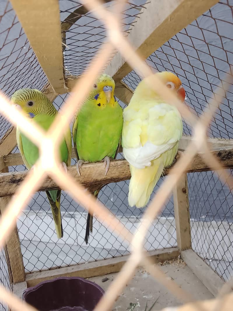 Bird sale - Other Birds - 1120900666