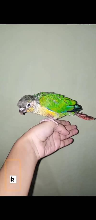 green chichi for sale