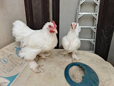 Quality Bantam Adult pair