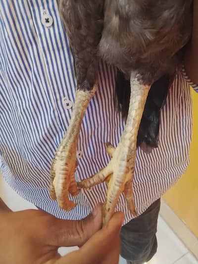 aseel Thai female (home bread)