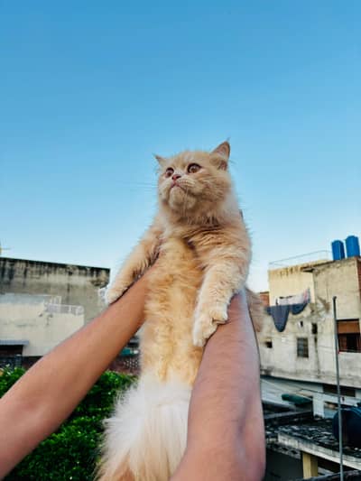 Pure Persian punch face Cat