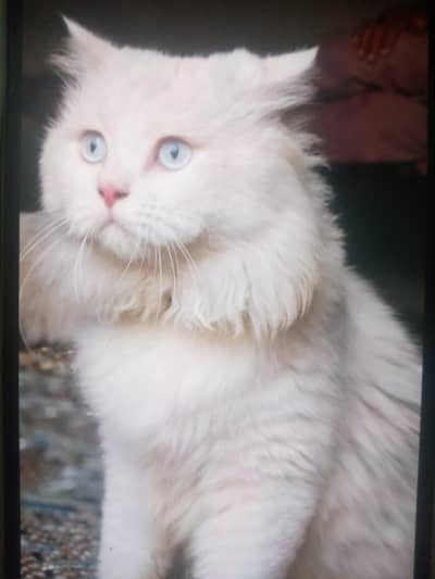 persian