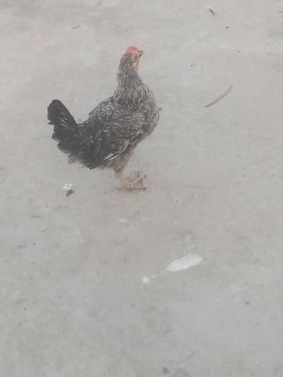Healthy and active Charu .