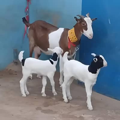 Desi Bakri + 2 Bacho Wali