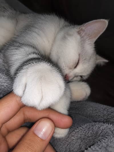 My loving cat , Persian mano
