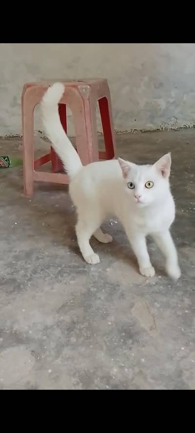 White cat 2 color eyes and difrant shade