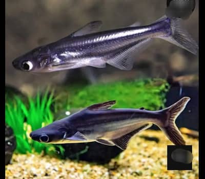 Blue line shark big size