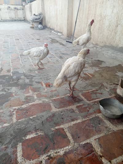 Aseel chiks for sale