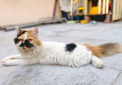 Extreme Punch Triple Coat Calico Female Kitten