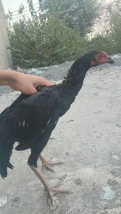 Pure Aseel breed
