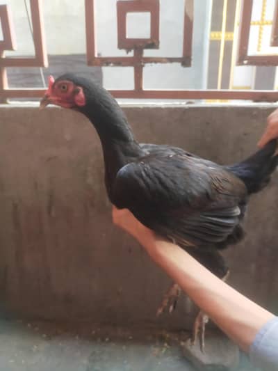 Quality Aseel pathay for sale. . . . . .