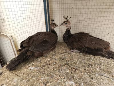peacock chicks pair for sale