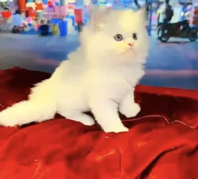 Persian Kitten brown eyes