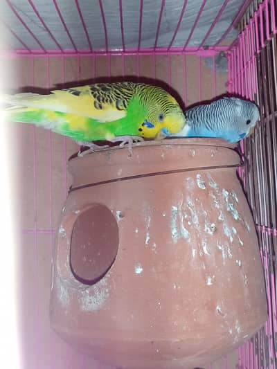 Beautiful Pied Pair