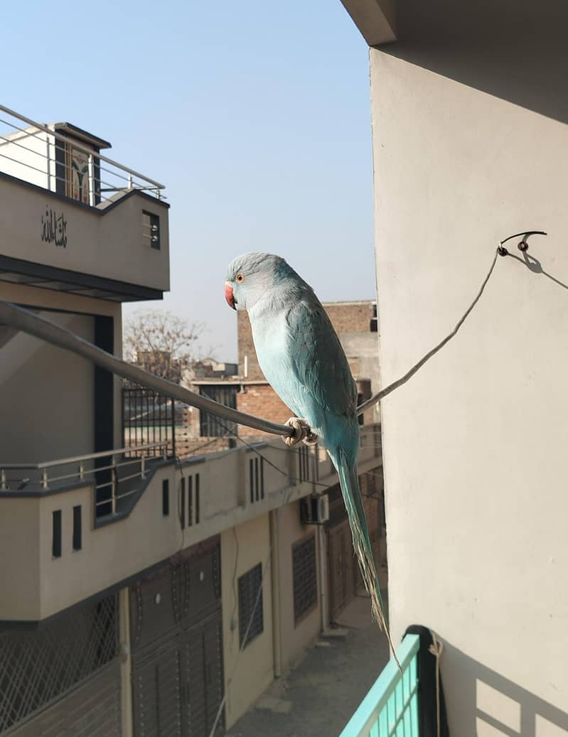 bule parrot 0