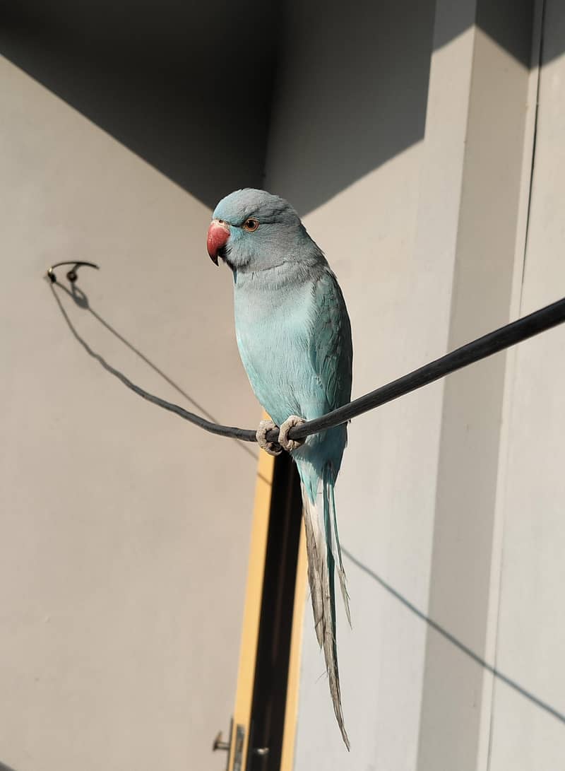 bule parrot 1
