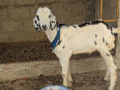 Tapra for Sale