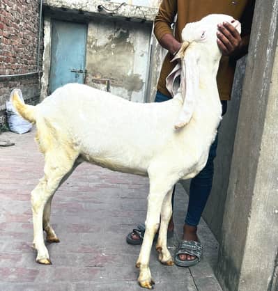 white gulabi bakri