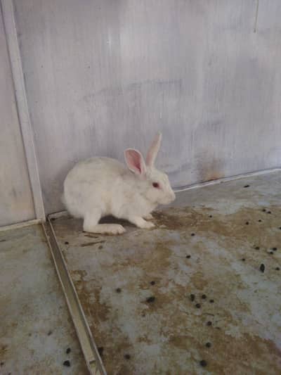 Rabbits