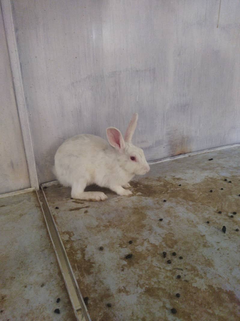 Rabbits 0