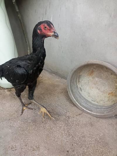 Black Shamo Aseel Female 6 Months – Pure Bloodline