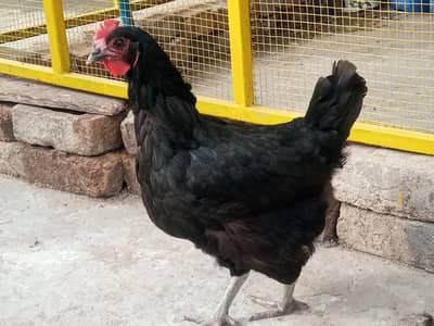 Pure Black Australorp Murghiyan - 11 Pieces - 3000 Per Piece