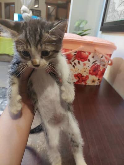 Persians cats for sale
