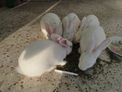 white rabbits red eyes