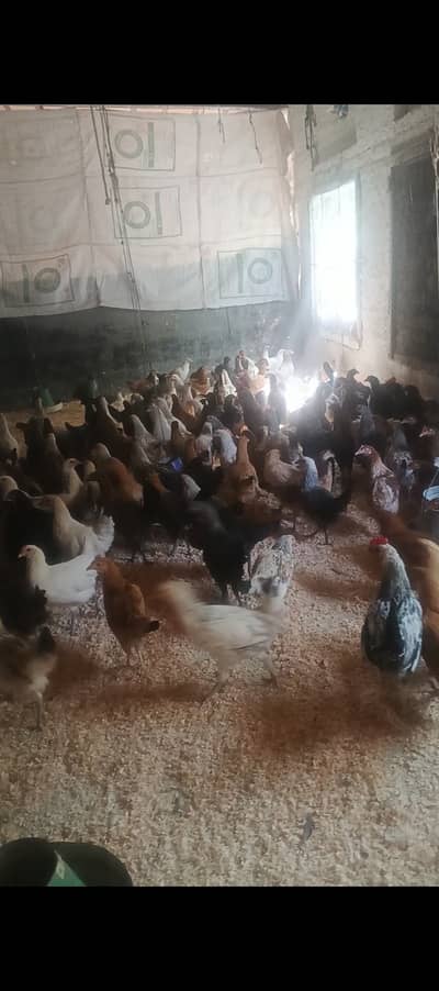 Starter egg laying hens for sale 03115710451