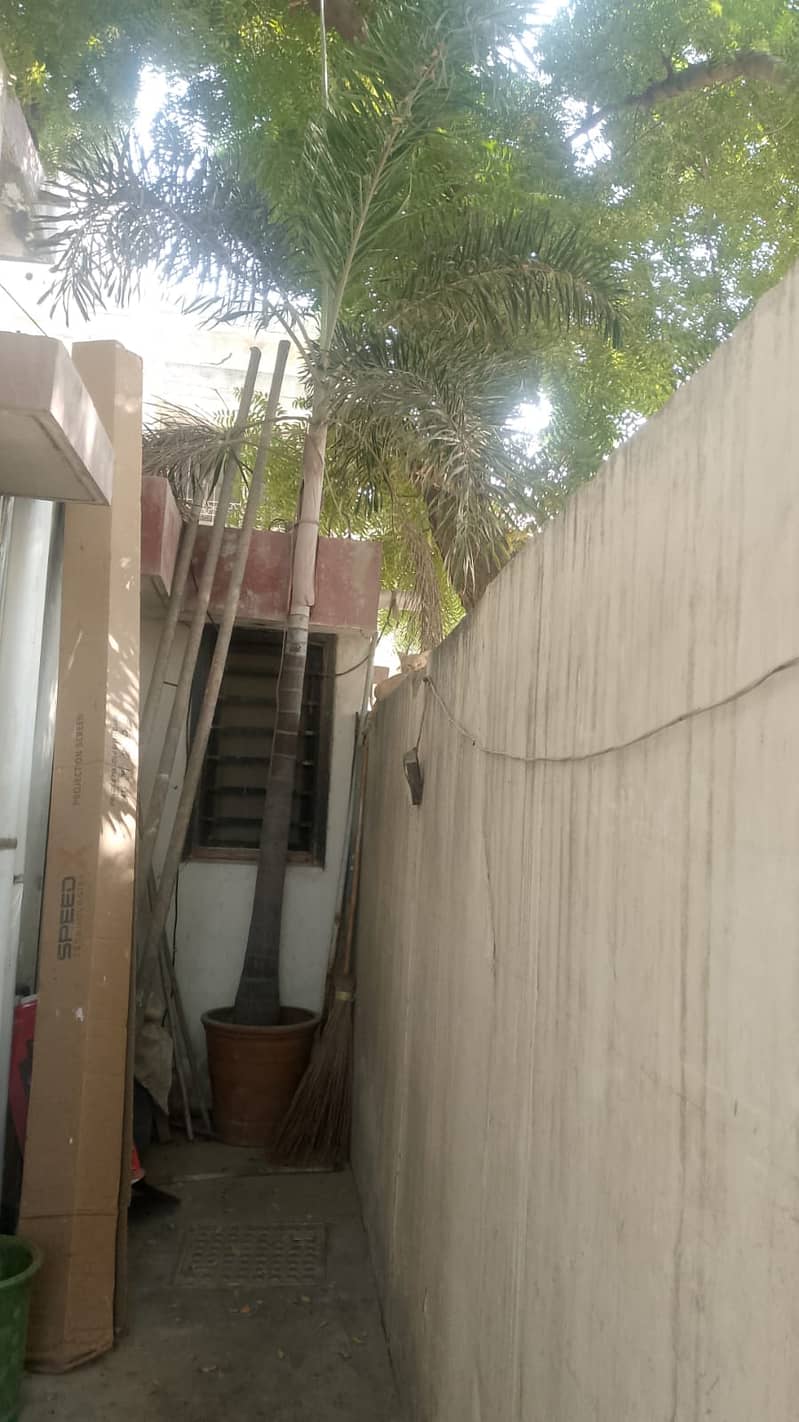 Foxtail Palm 0
